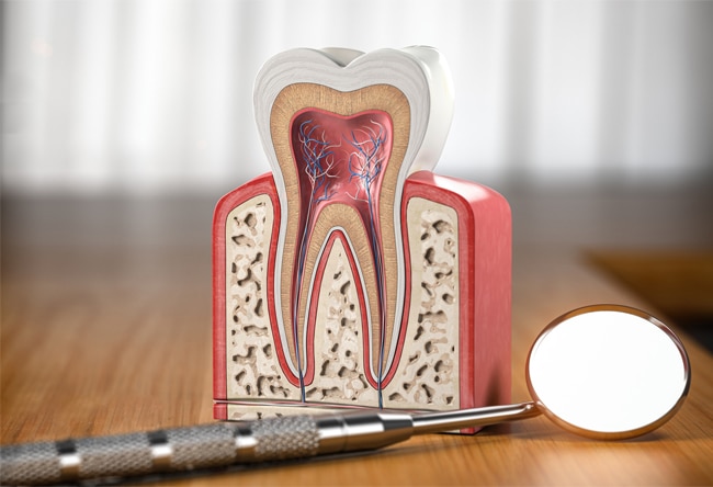 Anatomical tooth model displaying internal structure with dental mirror on wooden surface.